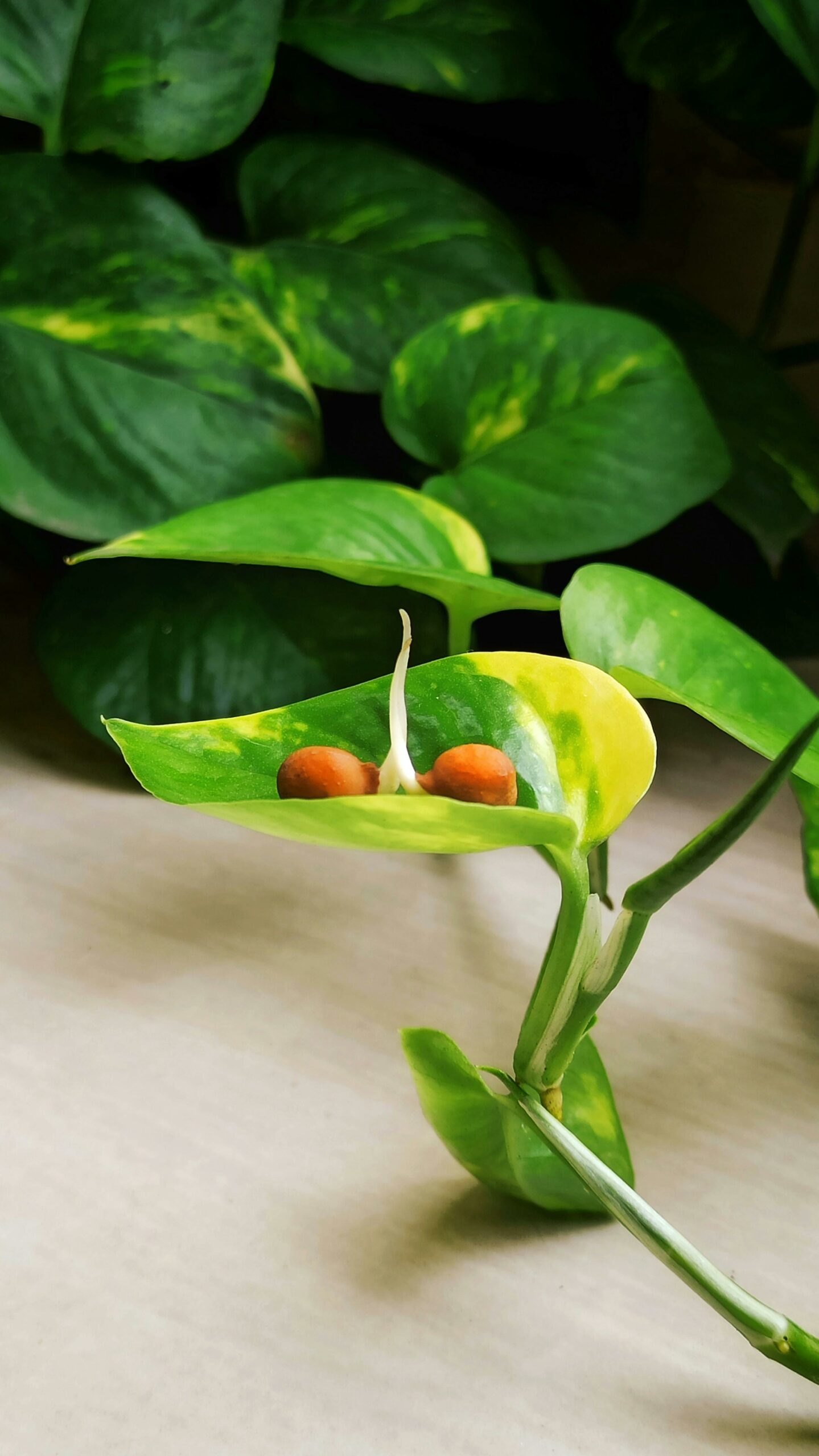 Une plante verte avec des graines qui germent à la lumière